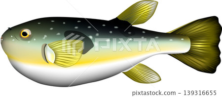 魚類插圖：河豚（日本河豚），向量格式，白色背景上的單張圖片。 139316655