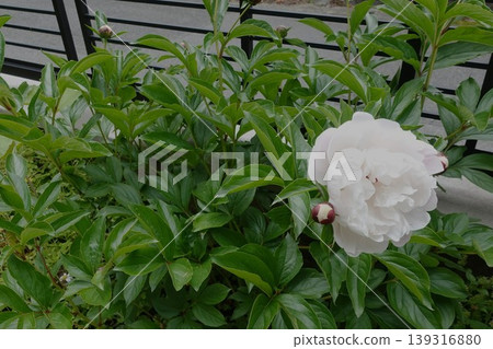 淡粉色的牡丹花盛開了。 139316880