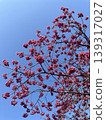 花 139317027