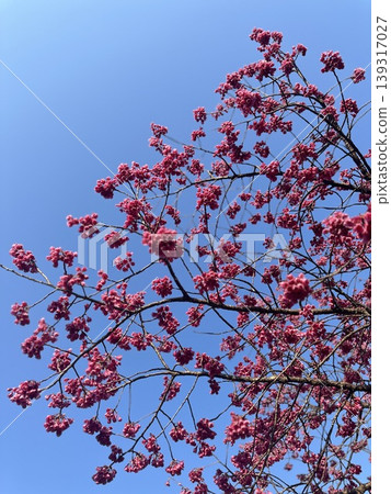 花 139317027