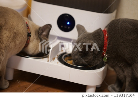 Russian Blue relaxing at home Russian Blue relaxing at home 139317104