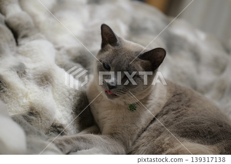 Russian Blue relaxing at home 139317138