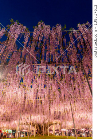 (Tochigi Prefecture) Ashikaga Flower Park: Wisteria trellis in full bloom, illuminated. (Tochigi Prefecture) Ashikaga Flower Park: Wisteria trellis in full bloom, illuminated. 139317612