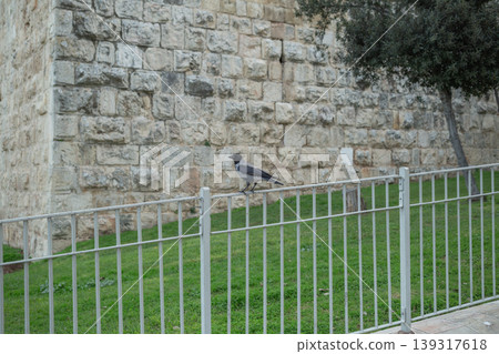 [Jerusalem] A black and gray crow perches on top of a fence along the Old City. 139317618