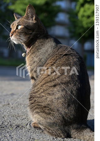 坐在公園裡的 Kijitora 貓 139317907