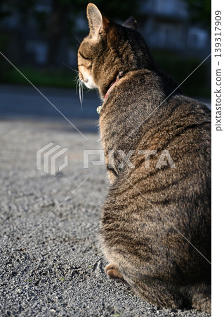 坐在公園裡的 Kijitora 貓 坐在公園裡的 Kijitora 貓 139317909