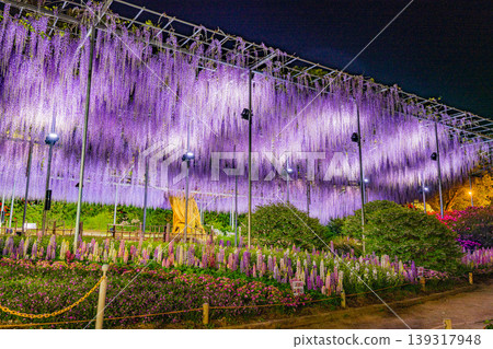 （栃木縣）足利花卉公園 - 紫藤花架 - 燈光秀 139317948