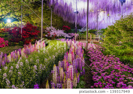 （栃木縣）足利花卉公園 - 紫藤花架 - 燈光秀 139317949