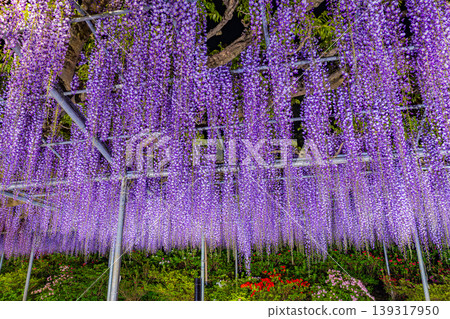 （栃木縣）足利花卉公園 - 紫藤花架 - 燈光秀 139317950