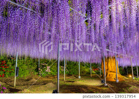 （栃木縣）足利花卉公園 - 紫藤花架 - 燈光秀 139317954