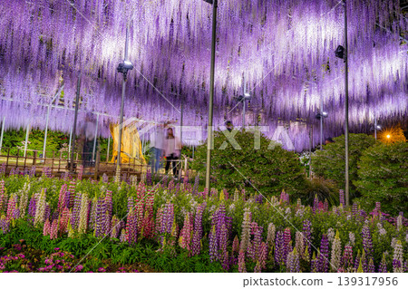 （栃木縣）足利花卉公園 - 紫藤花架 - 燈光秀 139317956