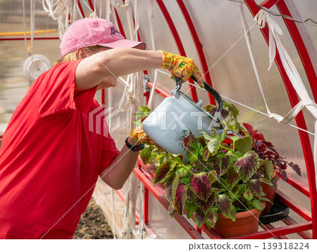Woman gardener watering potted plants with teapot in greenhouse. Hobbyist tending to coleus in nursery. Sustainable lifestyle and home gardening concept. Indoor botanical cultivation. Woman gardener watering potted plants with teapot in greenhouse. Hobbyist tending to coleus in nursery. Sustainable lifestyle and home gardening concept. Indoor botanical cultivation. 139318224