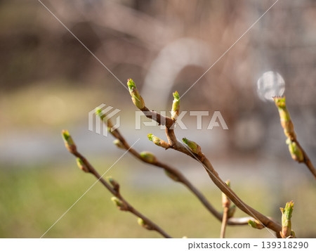 Tree branch with green buds in spring forest. Close up of plant sprout awakening after winter. New life, growth and nature renewal concept. Botanical background for biology studies. 139318290