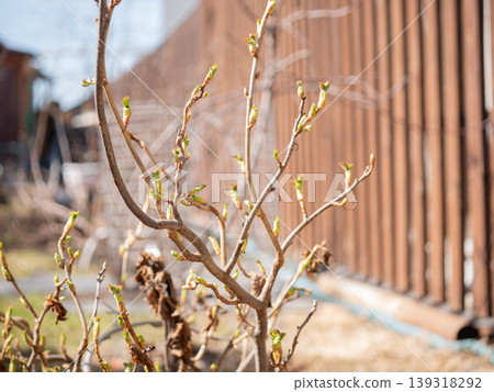 Young green leaves budding on a tree branch in early spring. Nature awakening after winter. Close up of plant life growth with clear sky background. Seasonal regeneration and ecology. Young green leaves budding on a tree branch in early spring. Nature awakening after winter. Close up of plant life growth with clear sky background. Seasonal regeneration and ecology. 139318292