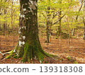 A beech forest where Japanese stewartia trees grow 139318308