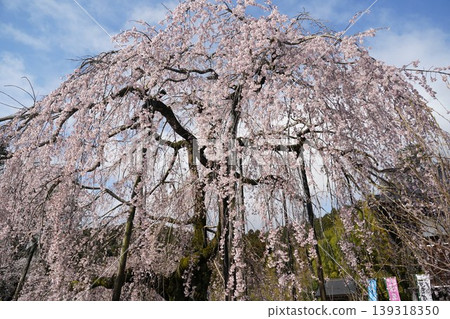 The weeping cherry tree at Yeongganji Temple in Goryeo The weeping cherry tree at Yeongganji Temple in Goryeo 139318350