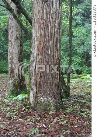 Mossy wood 139318375