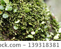 長滿苔蘚的草 139318381