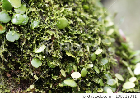 長滿苔蘚的草 長滿苔蘚的草 139318381