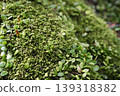 與青苔的風景 139318382