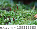 多肉植物的紅色新芽 139318383