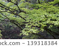 新綠時節，綠葉繁茂的森林景色 139318384