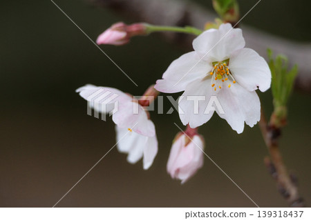 Colorful cherry blossoms shining in the spring sunshine Colorful cherry blossoms shining in the spring sunshine 139318437