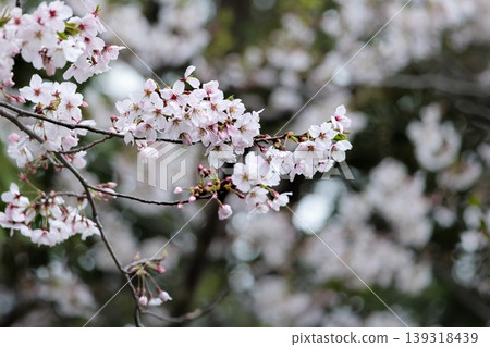 Colorful cherry blossoms shining in the spring sunshine 139318439