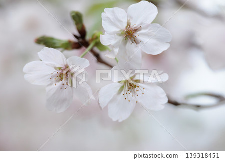 Colorful cherry blossoms shining in the spring sunshine Colorful cherry blossoms shining in the spring sunshine 139318451