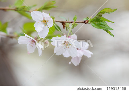 Colorful cherry blossoms shining in the spring sunshine Colorful cherry blossoms shining in the spring sunshine 139318466