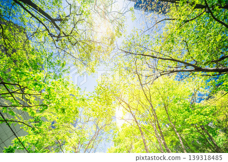 The Marunouchi office district, bathed in blue sky and fresh greenery. The Marunouchi office district, bathed in blue sky and fresh greenery. 139318485