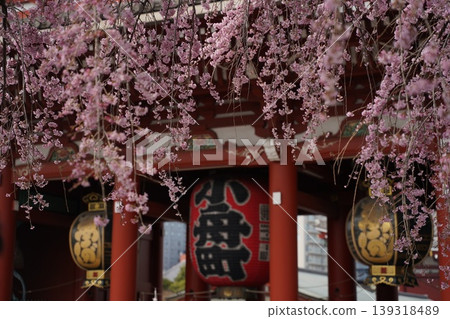 Cherry blossoms in Tokyo - Senso-ji Temple Cherry blossoms in Tokyo - Senso-ji Temple 139318489