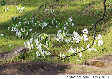 I found skunk cabbage while cherry blossom viewing. I found skunk cabbage while cherry blossom viewing. 139318501