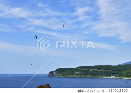 Amateur bird 139318502