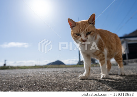 A cute stray cat sitting by the roadside: a tabby and white cat. A cute stray cat sitting by the roadside: a tabby and white cat. 139318688