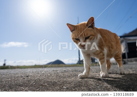 A cute stray cat sitting by the roadside: a tabby and white cat. A cute stray cat sitting by the roadside: a tabby and white cat. 139318689