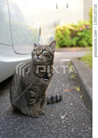 A cat I met in a parking lot A cat I met in a parking lot 139318718