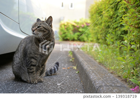 A cat I met in a parking lot A cat I met in a parking lot 139318719