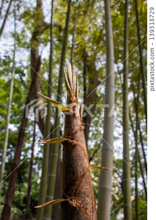 竹林中探出頭的竹筍 139318729