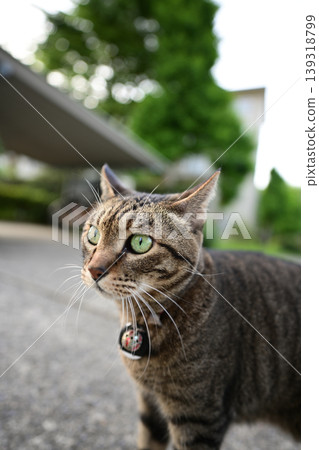 Sitting cat Sitting cat 139318799