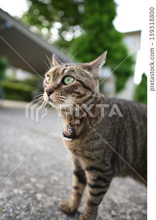 Sitting cat 139318800