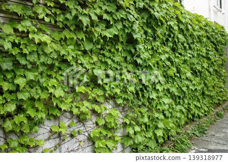 A wall covered with ivy leaves A wall covered with ivy leaves 139318977