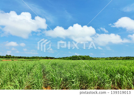 沖繩宮古島夏日藍天與甘蔗田 沖繩宮古島夏日藍天與甘蔗田 139319013
