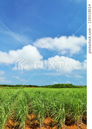 Okinawa Miyakojima summer blue sky and sugar cane field 139319014