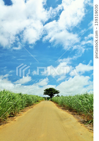 沖繩宮古島夏日藍天與甘蔗田 沖繩宮古島夏日藍天與甘蔗田 139319030