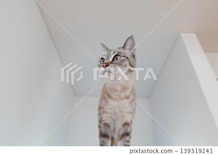 Staring cat Siamese tabby cat 139319241