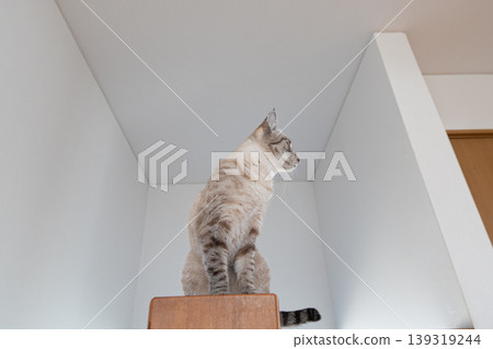Staring cat Siamese tabby cat 139319244