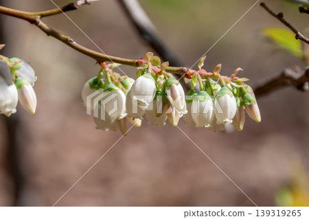 白色的藍莓花彷彿在吶喊:“春天來了!” 白色的藍莓花彷彿在吶喊:“春天來了!” 139319265