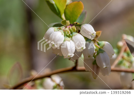 The white blueberry blossoms seem to be shouting, "Spring has arrived!" 139319266