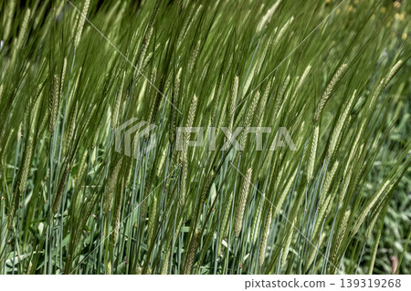 Spring two-row barley, used as an ingredient in beer and whiskey. Spring two-row barley, used as an ingredient in beer and whiskey. 139319268